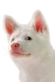 Ảnh diễn viên Kori