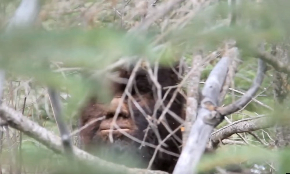 Truy Tìm Bigfoot (Discovering Bigfoot)